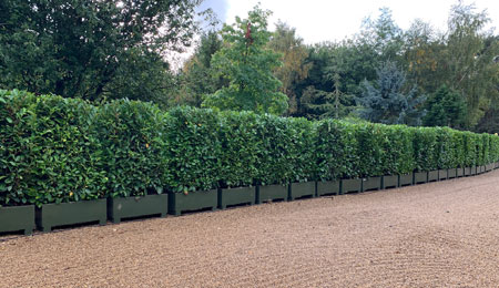Small Hedge Planters