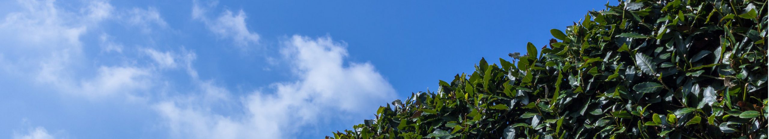 Instant Hedges & Tree Installation Guide