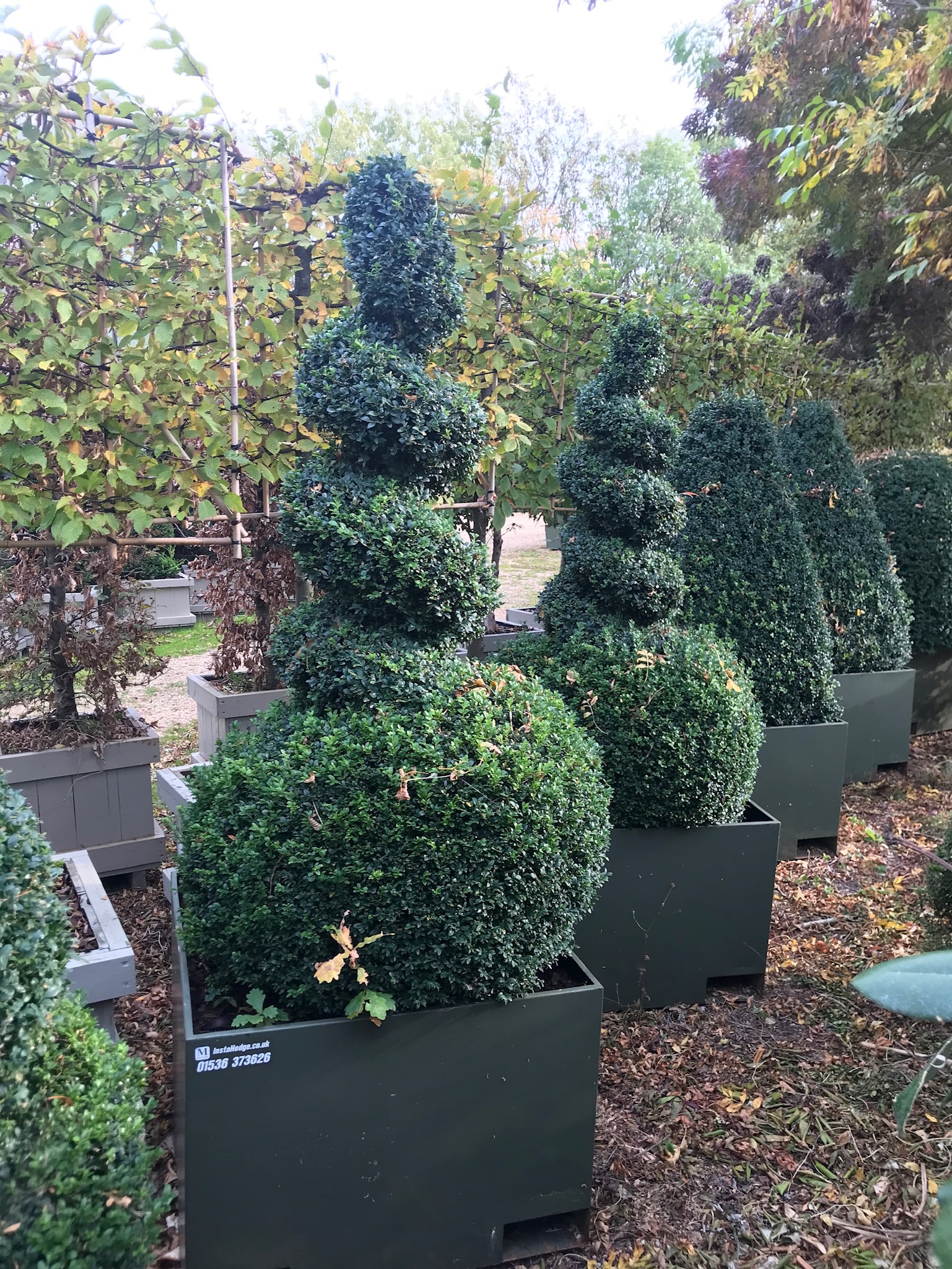 Hedgeforce spiral topiary trees
