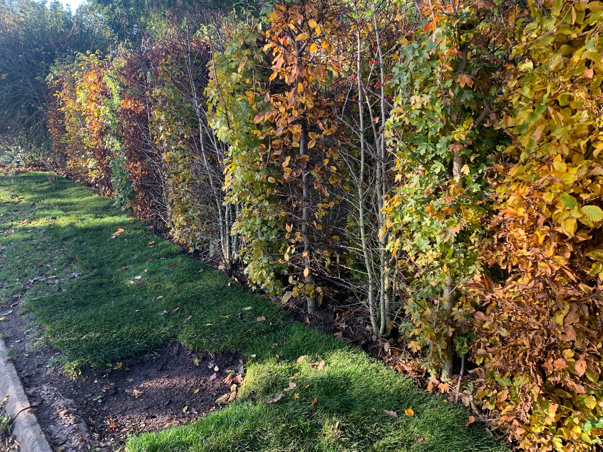 autumnal hedges planted outside