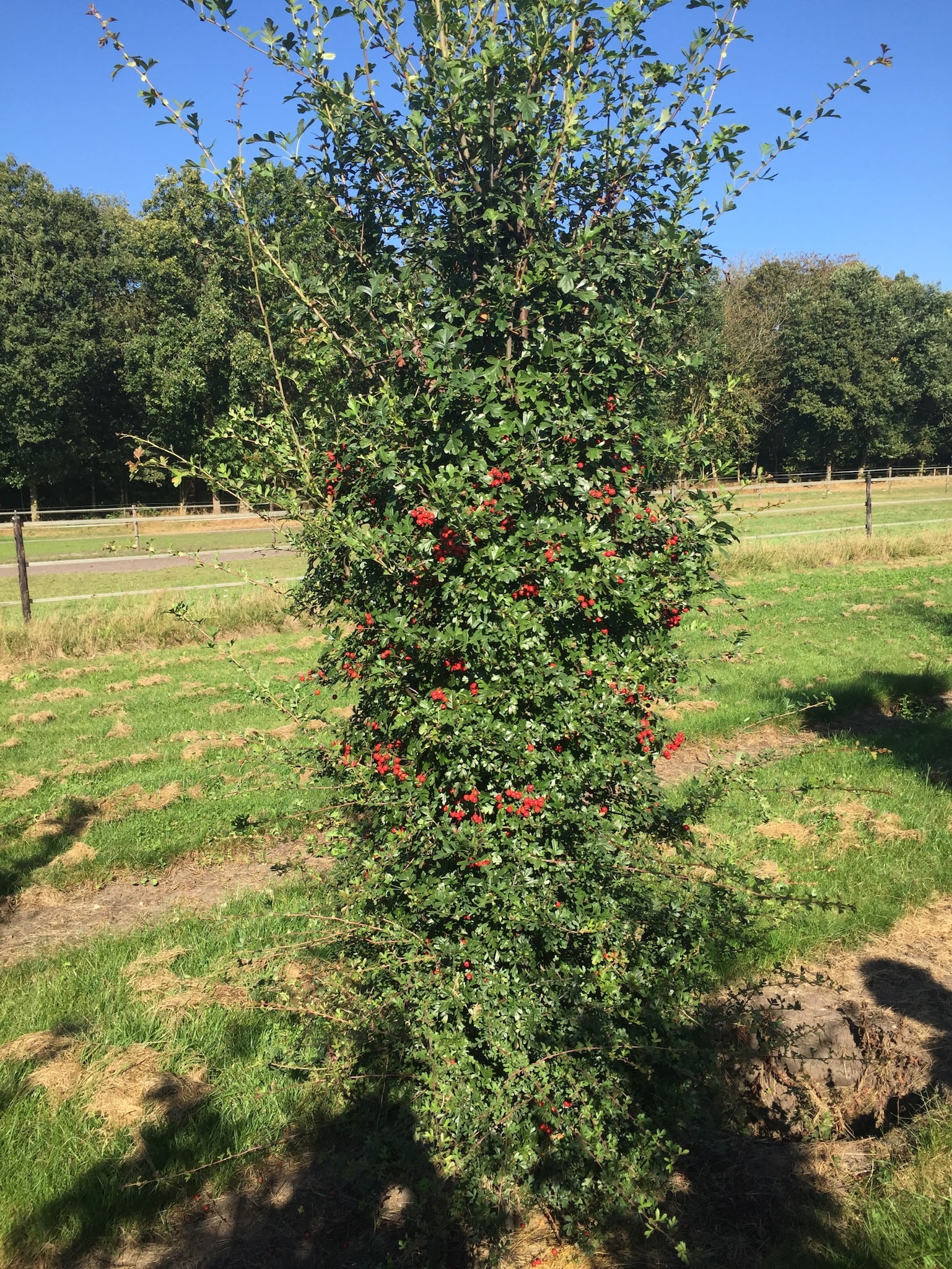 instant hedge with red berries