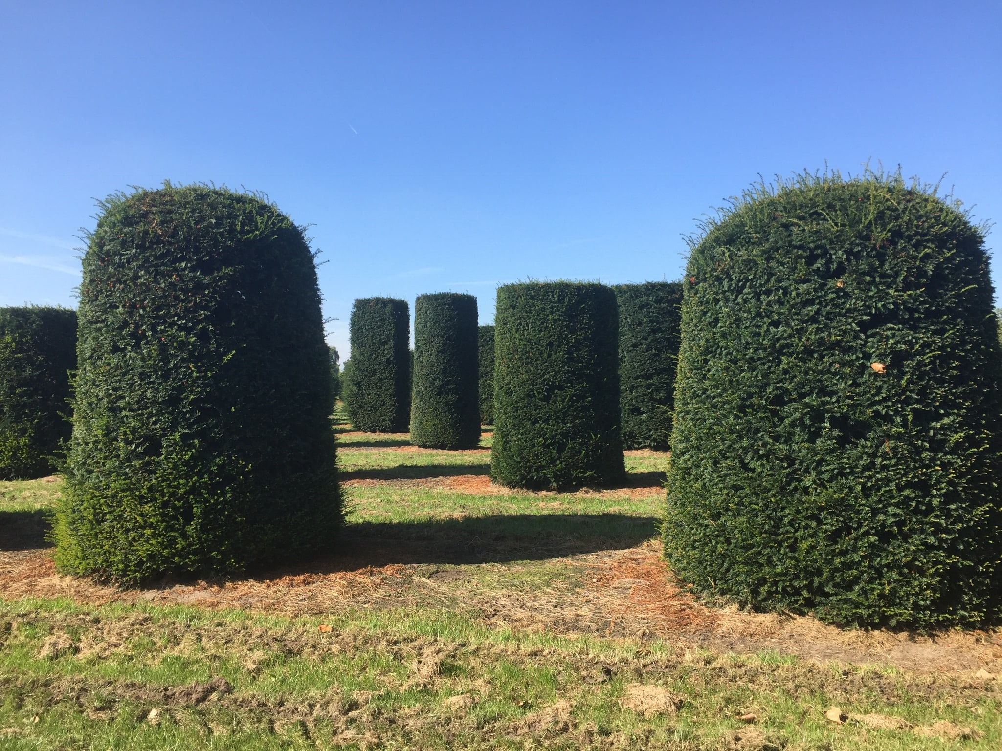 large dome topiary planters