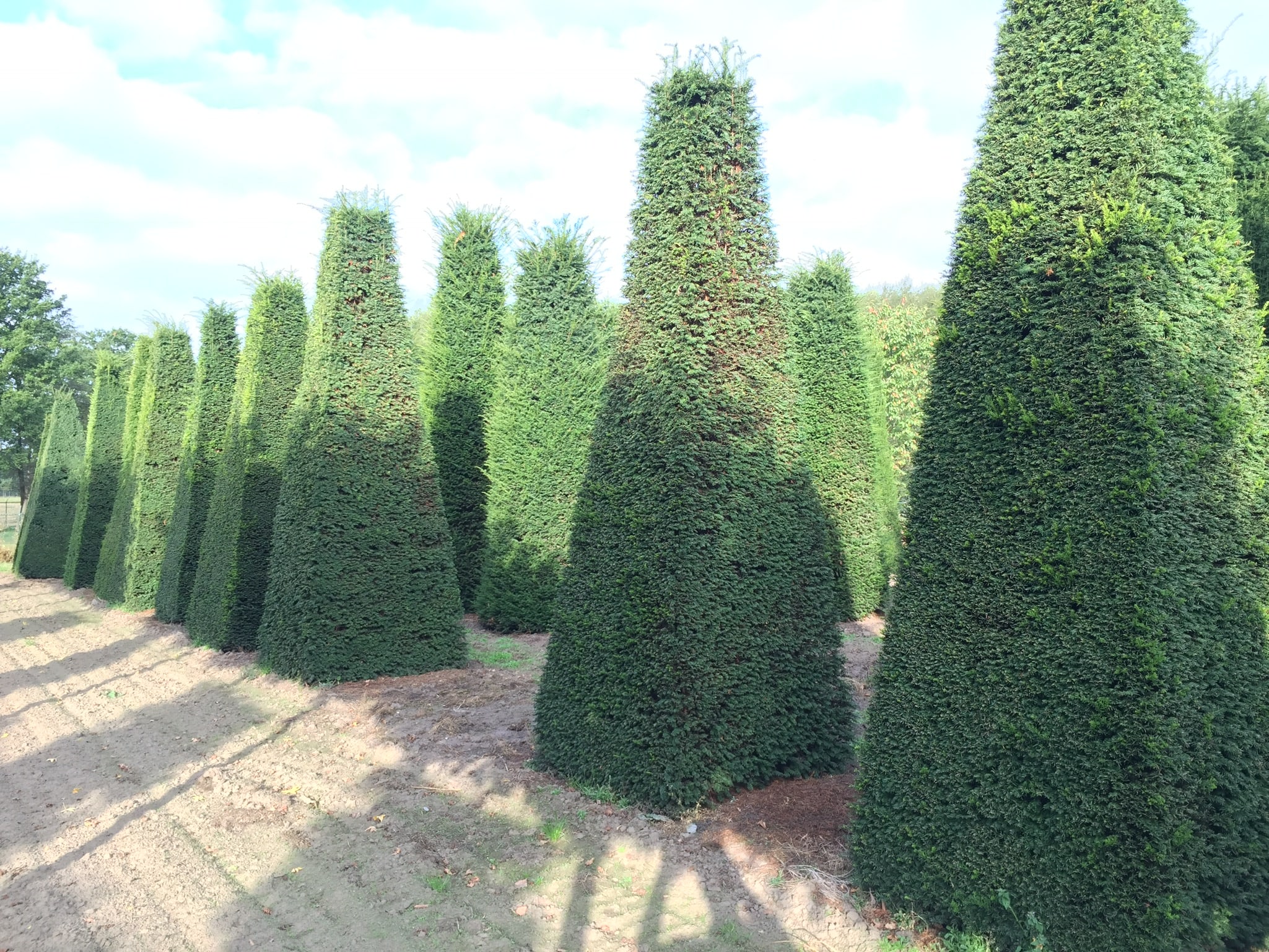 large planted topiary tree rows