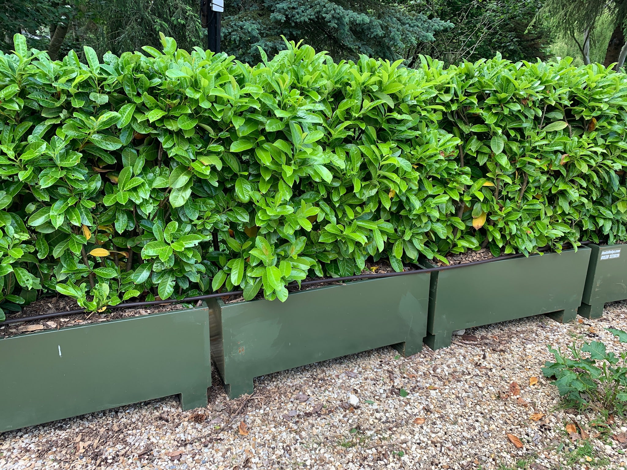 outdoor small hedge planters