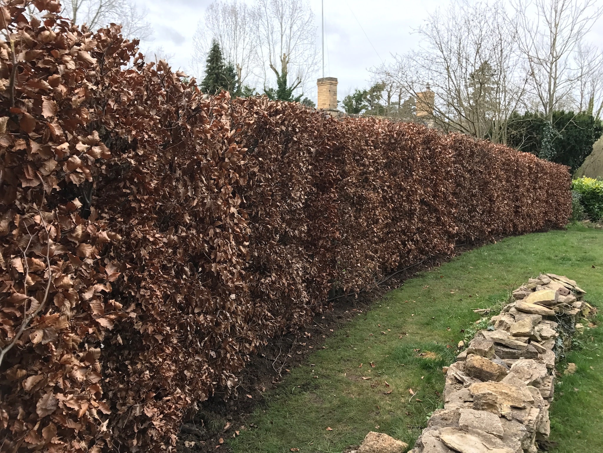 planted autumn hedges in a garden