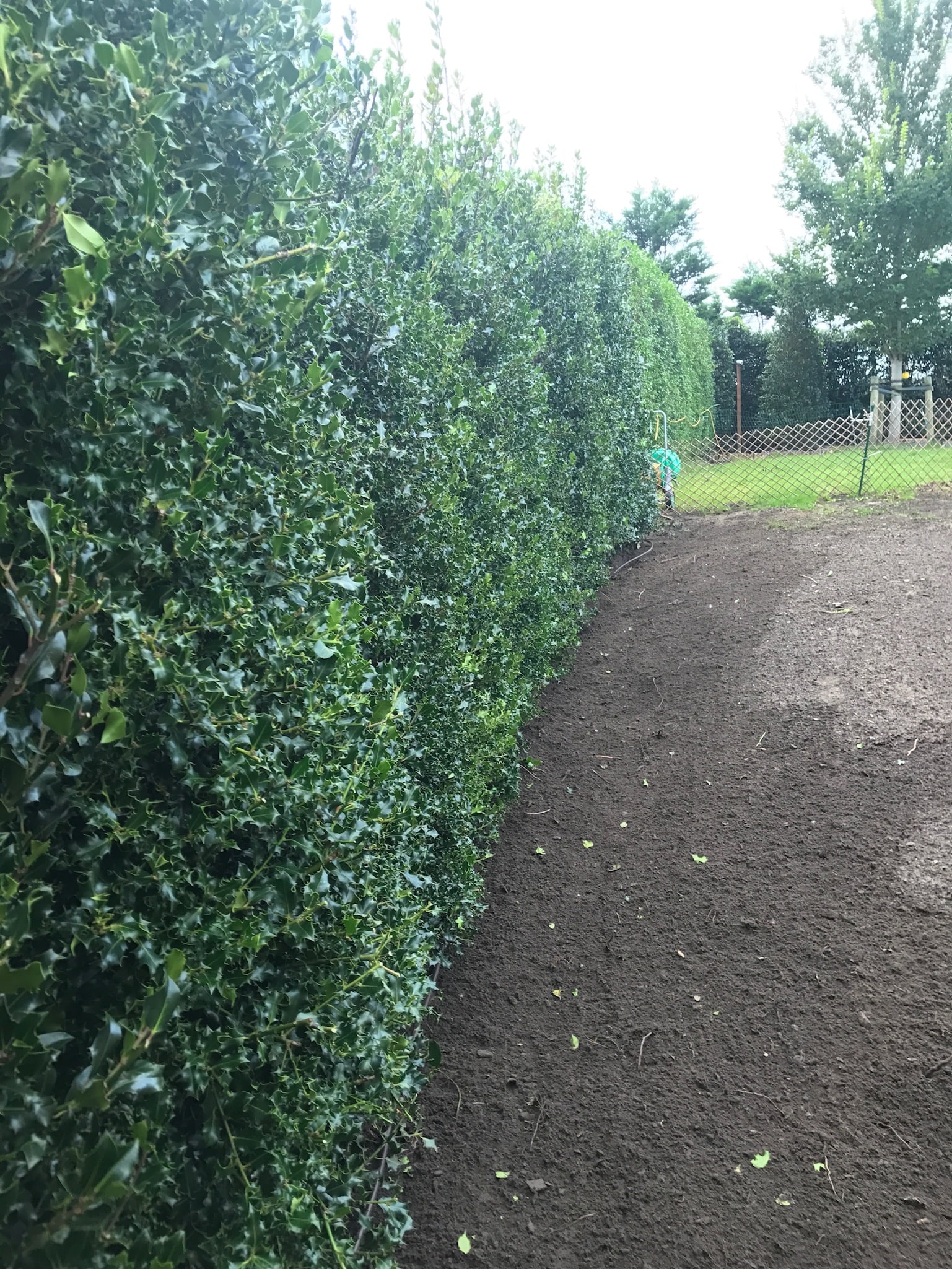 planted ivy hedges in a garden