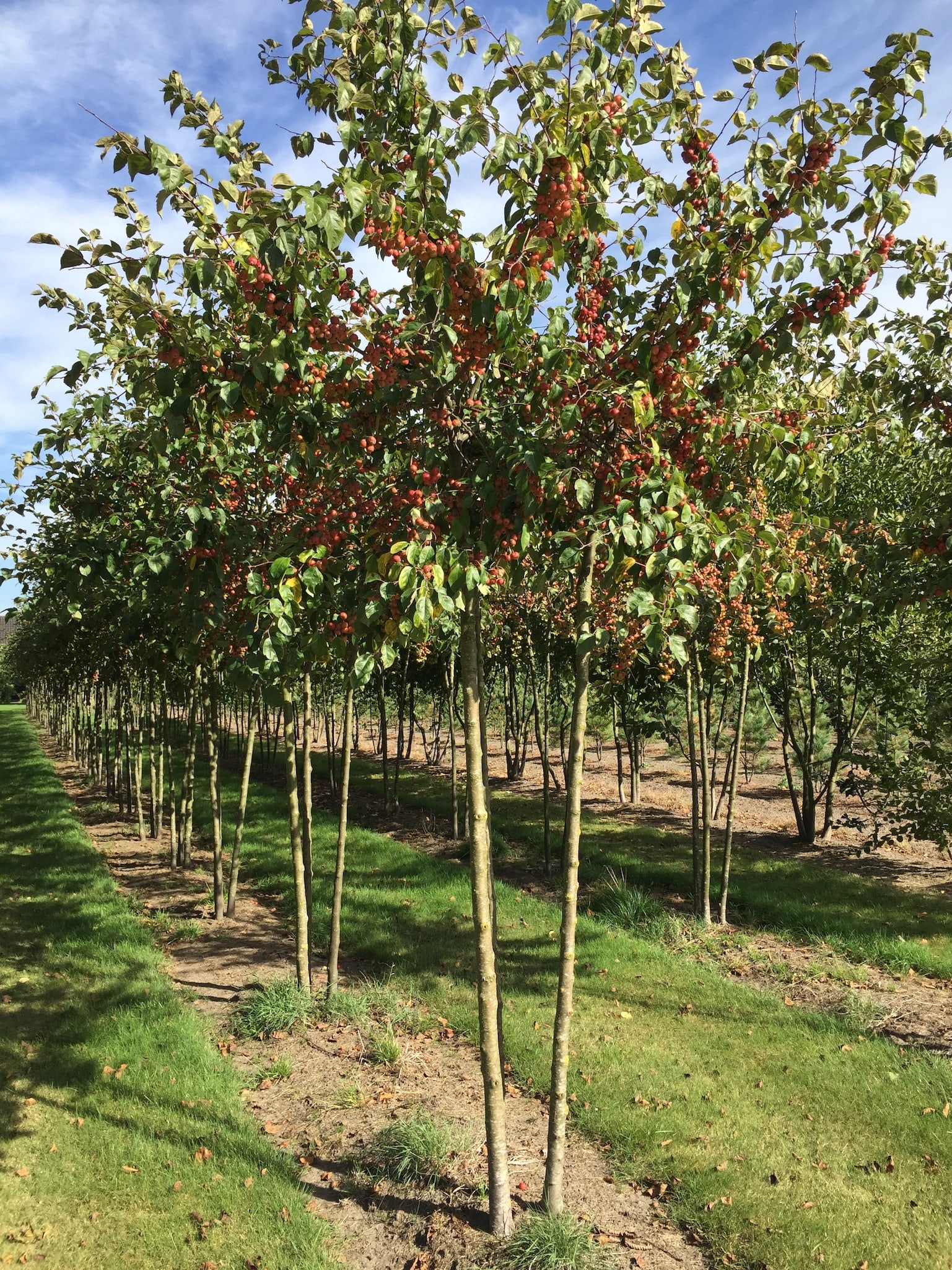 Semi Mature Trees Hedgeforce