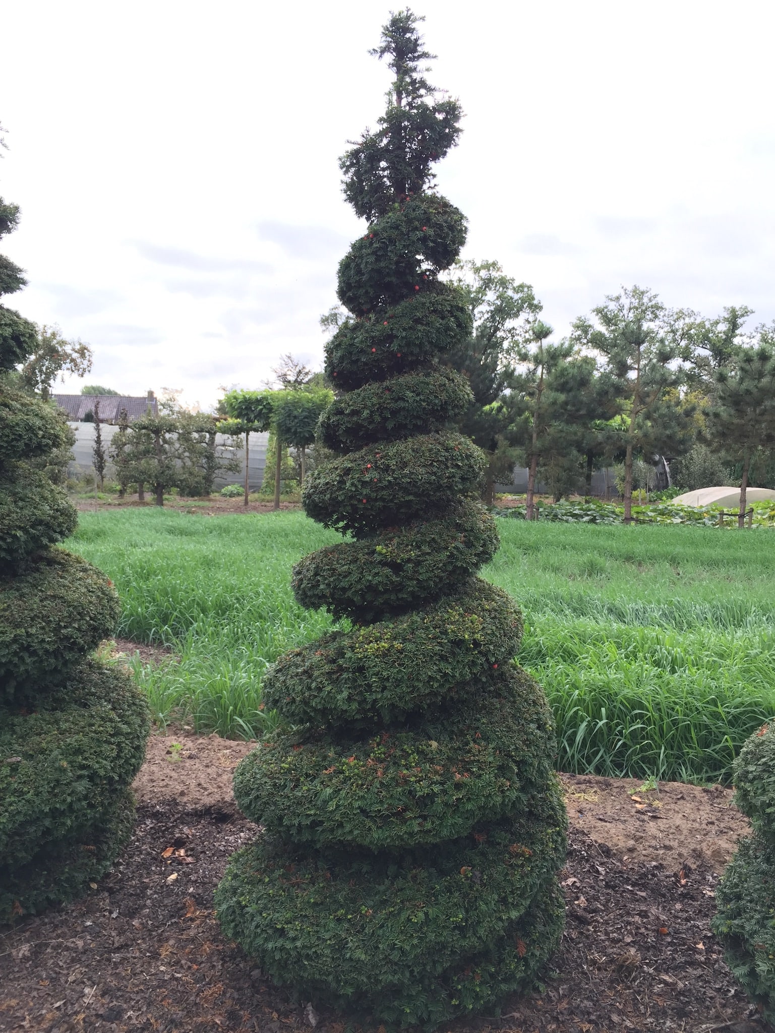 planted spiral topiary