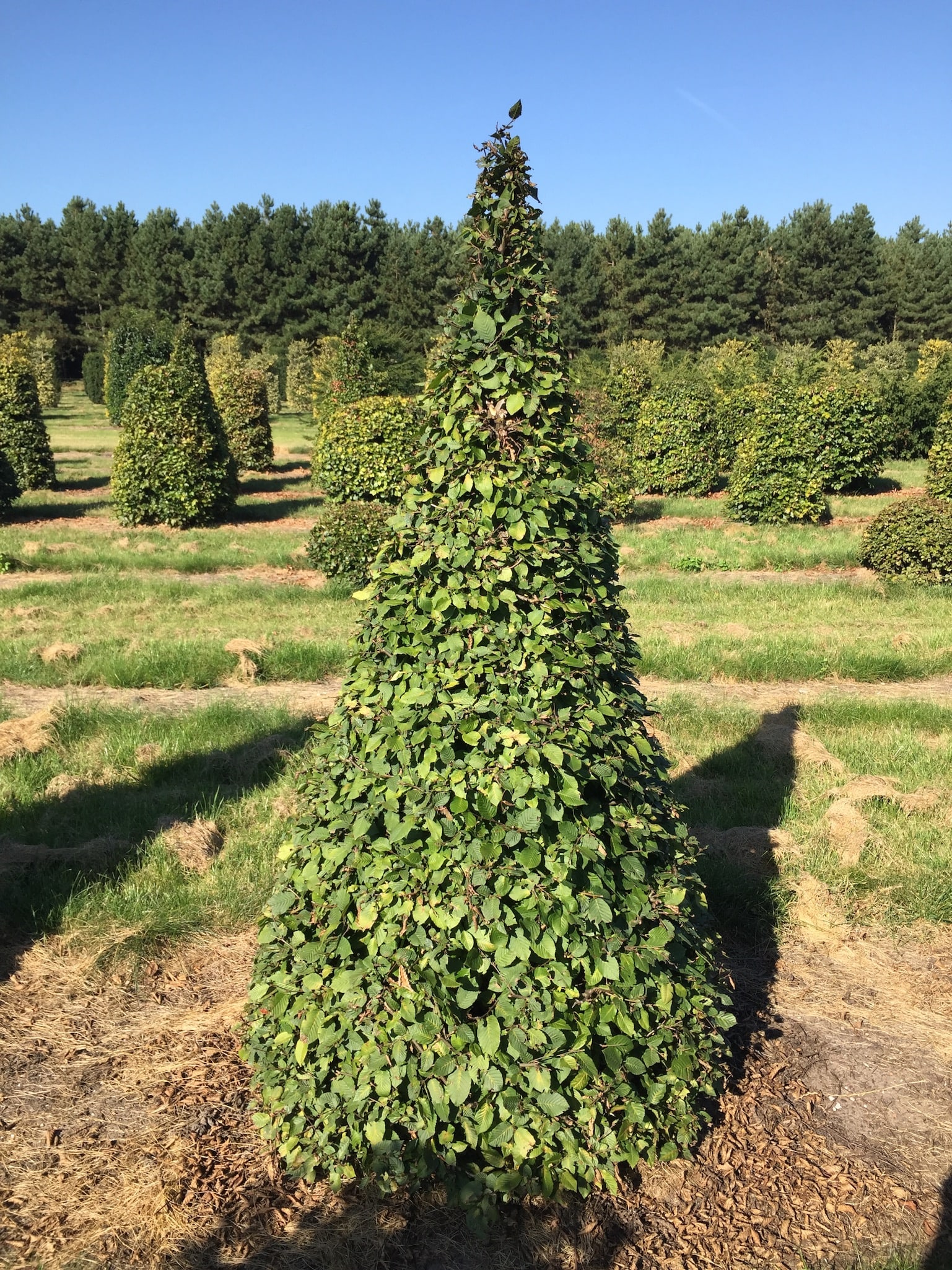 planted topiary tree cone