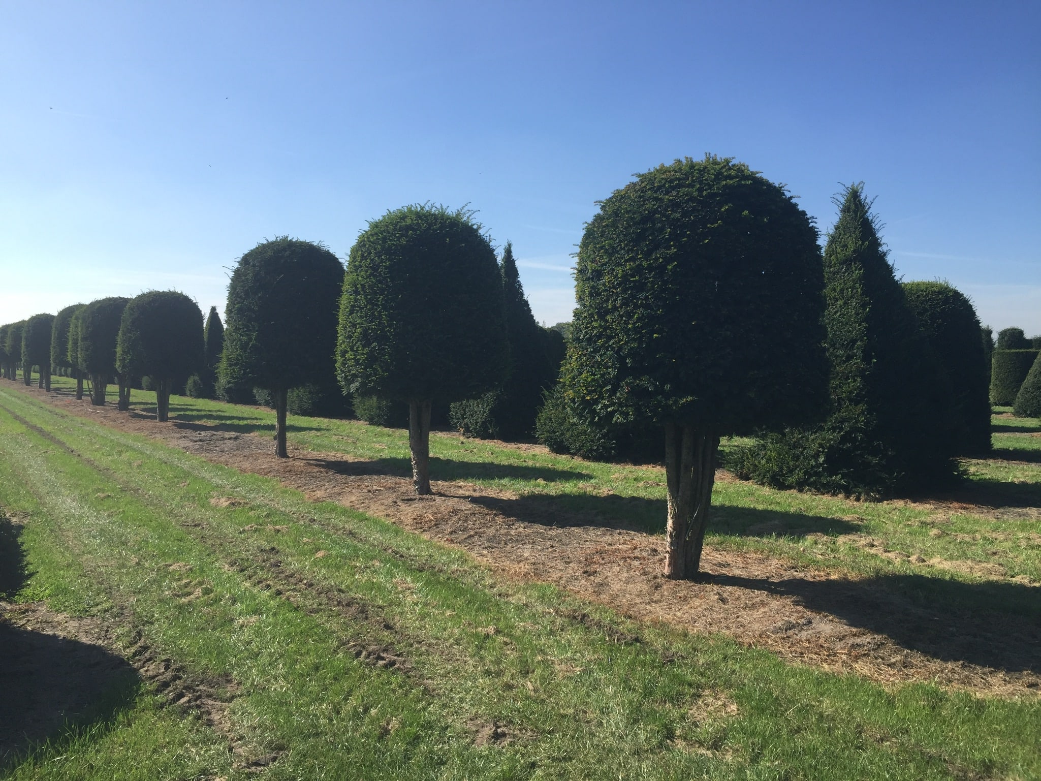 planted topiary trees growing in a field