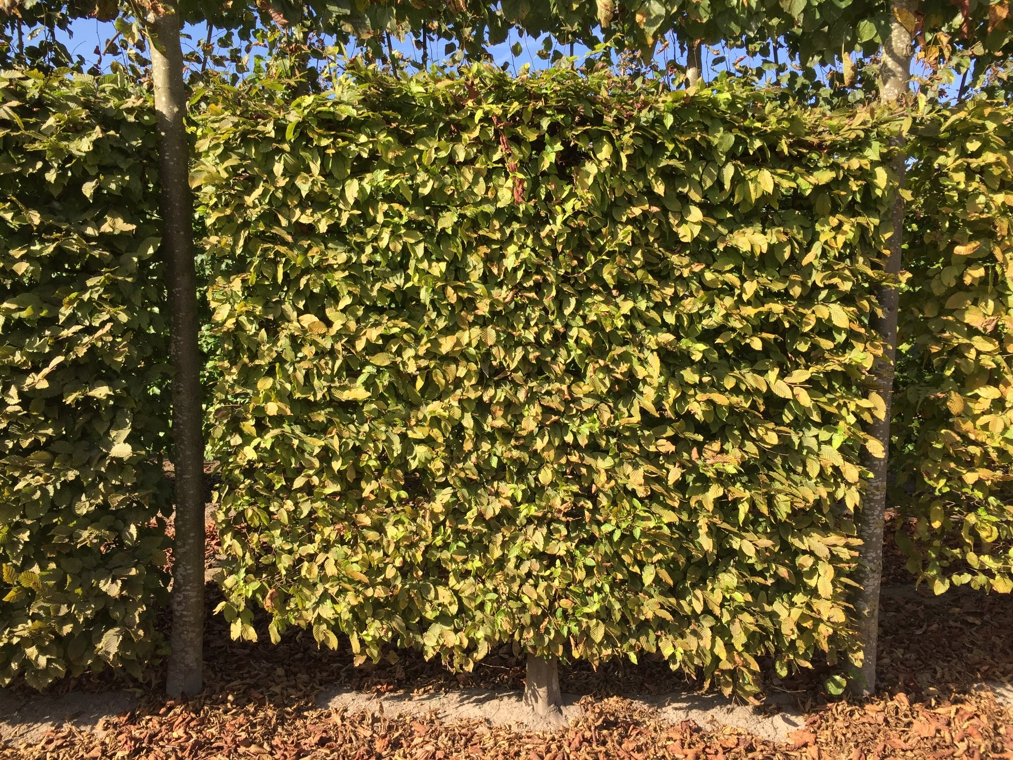 pleached tree screen close up