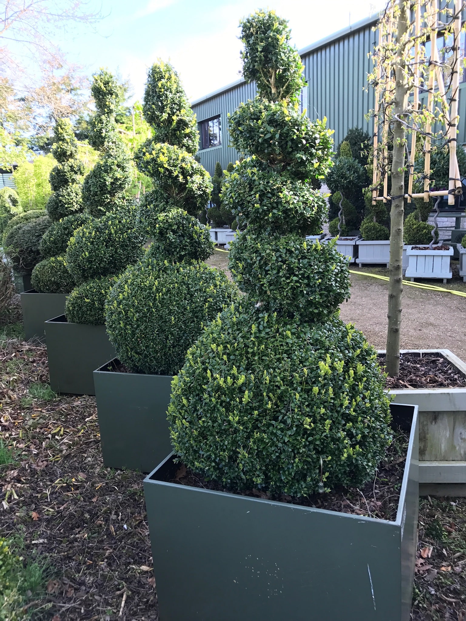 rental spiral topiary trees