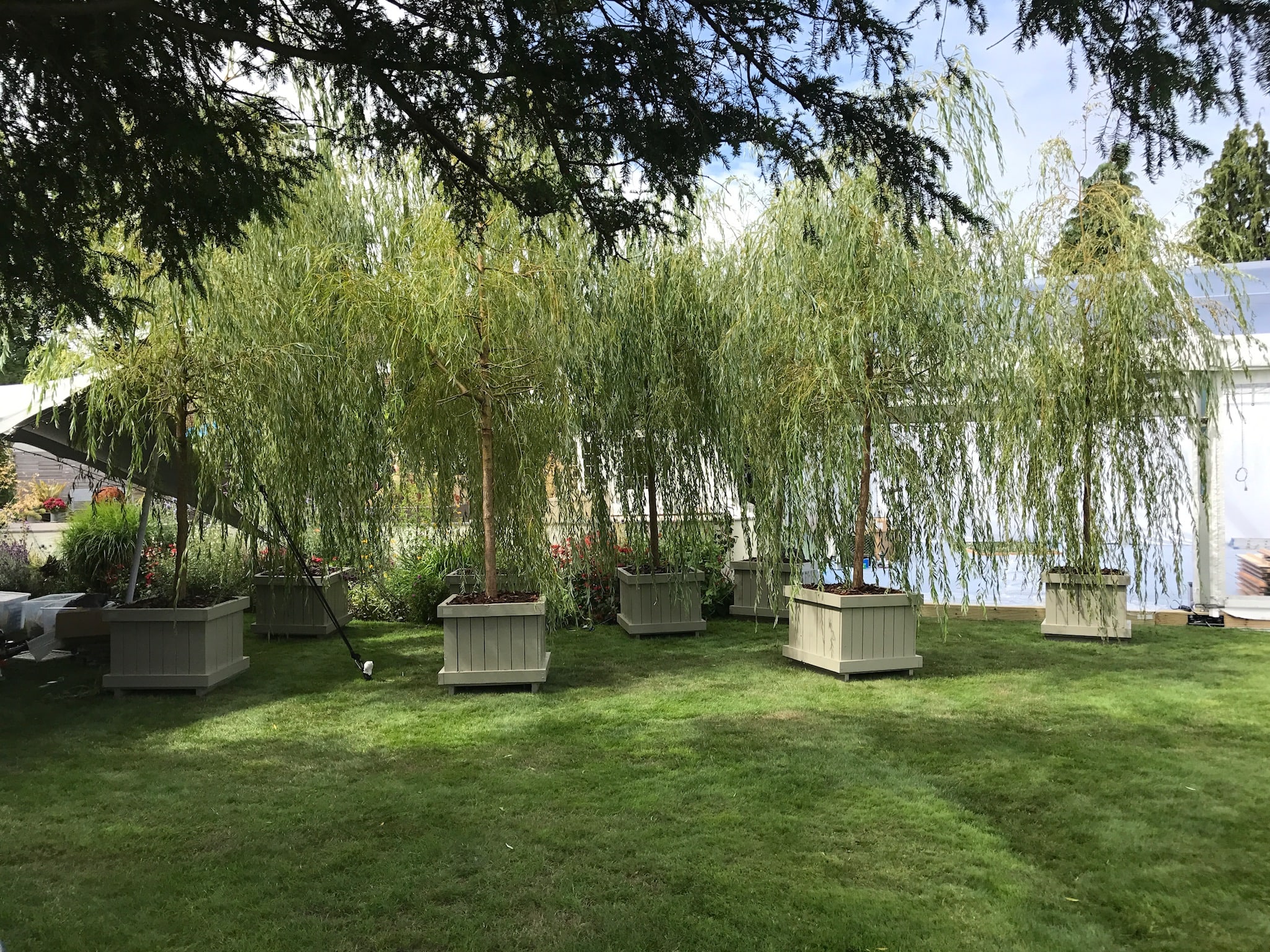 rental willow trees on grass by a lake