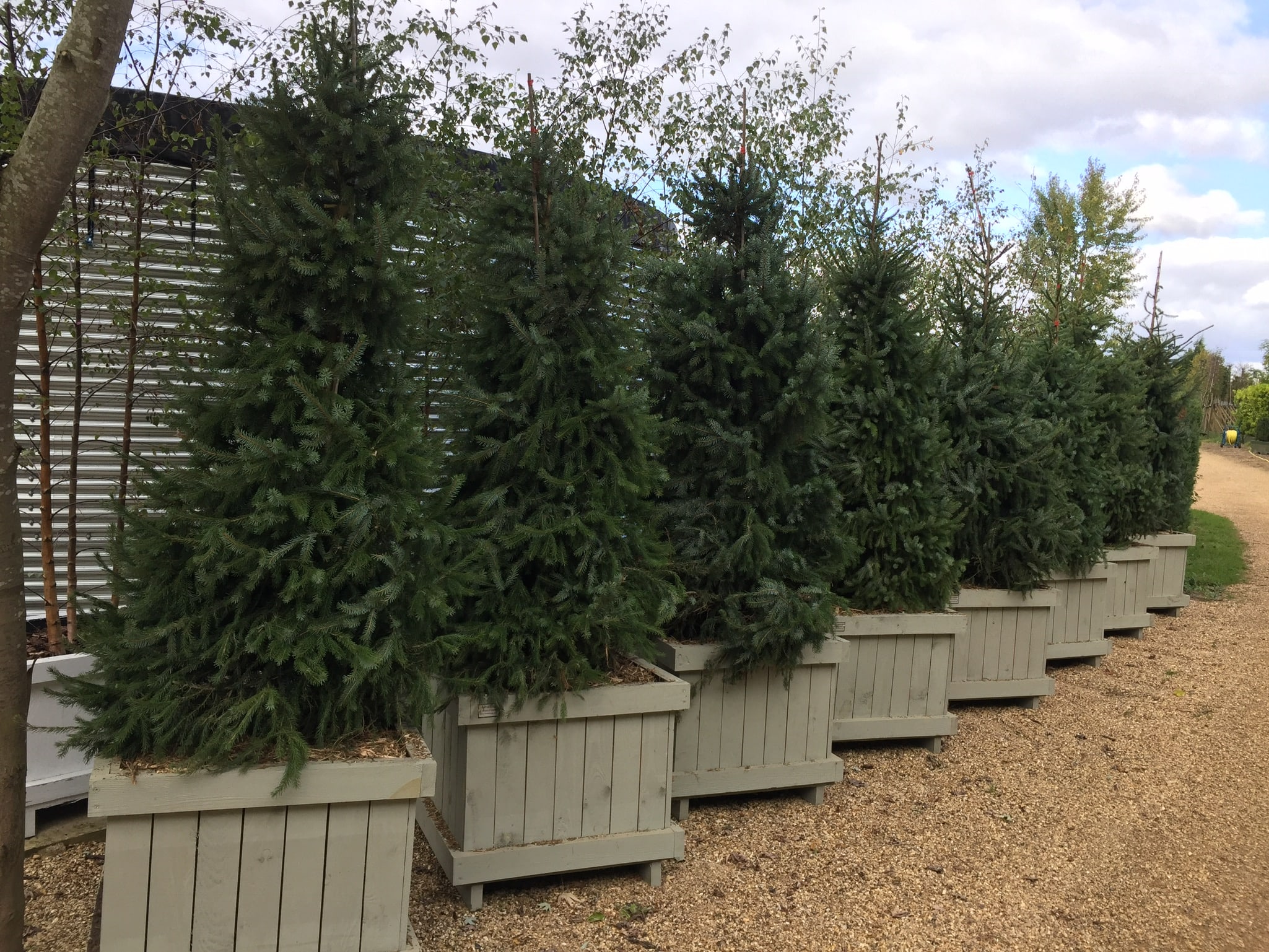 row of fir trees for rental