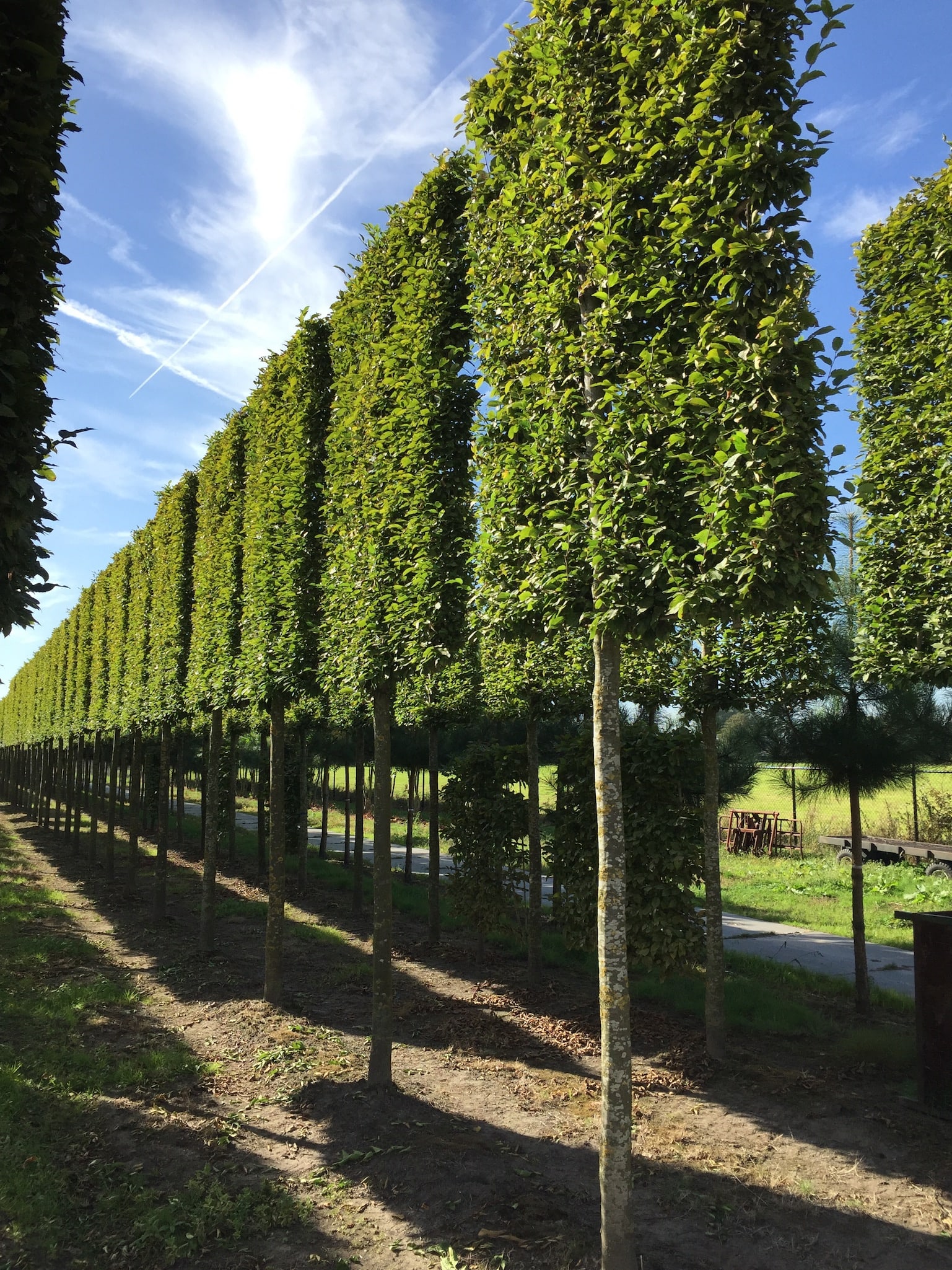 rows of pleached trees growing