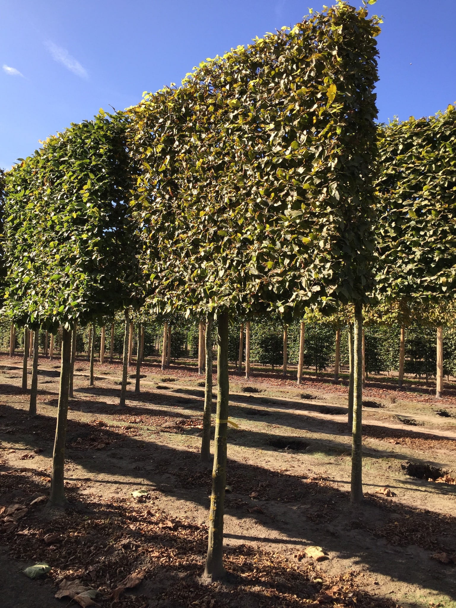 rows of pleached trees