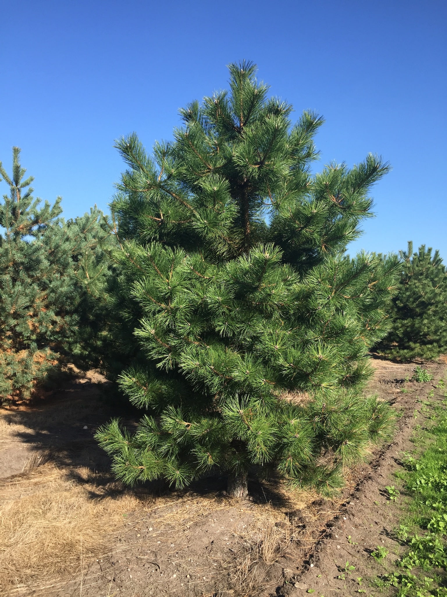 semi mature fir trees