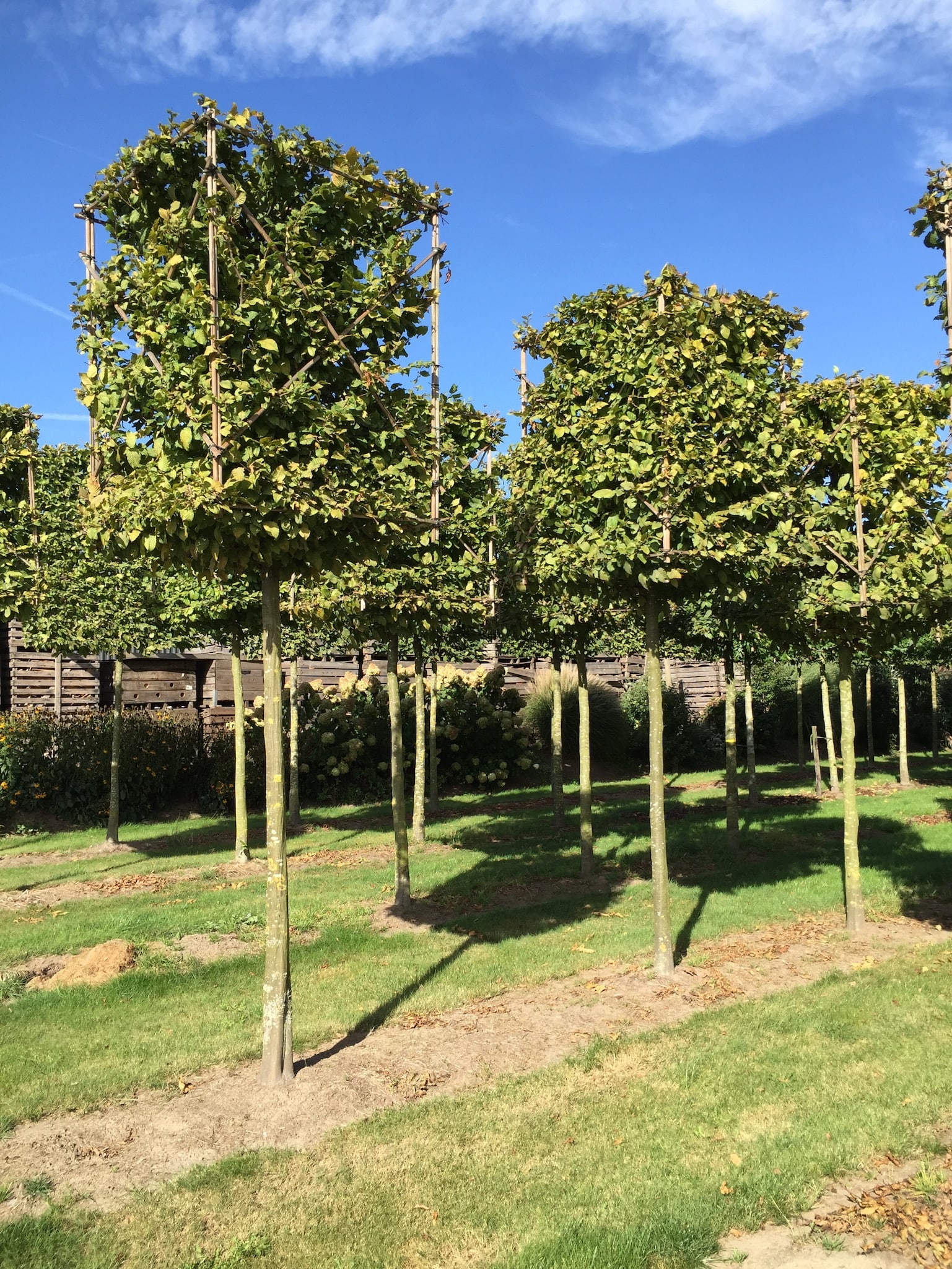 semi mature tree rows