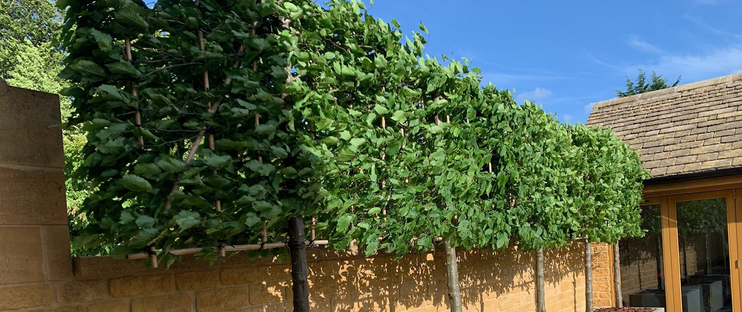 bespoke planters tree screen against wall